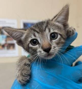 Ron -  Domestic Short Hair Cat for Adoption in Honolulu, Hawaii - Ron | PetCurious