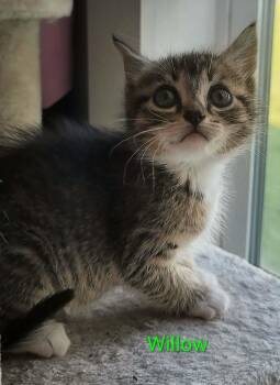 American Shorthair Cats Available for Adoption in Panama City, Florida - Willow Cat | PetCurious