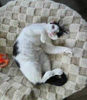 Maggie -  Domestic Short Hair Cat for Adoption in Raleigh, North Carolina - Maggie | PetCurious