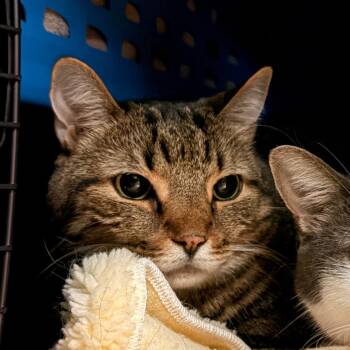 Buddy -  Domestic Short Hair and Mixed Breed Cat for Adoption in Fairport, New York - Buddy | PetCurious