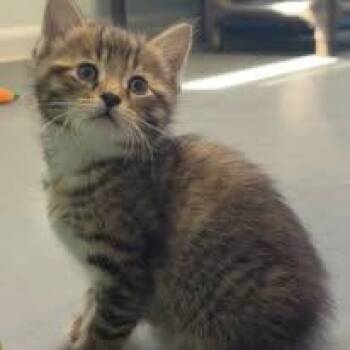 Sailor -  Domestic Short Hair Cat Available for Adoption in Lincoln, Michigan - Sailor | PetCurious