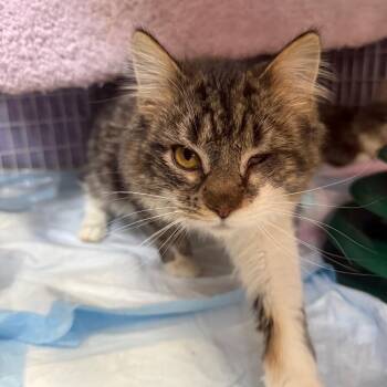 Domestic Medium Hair Cats Available for Adoption - Nova 2 | PetCurious