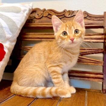 Caspian Coast Best of Both Worlds -  Tabby and Domestic Short Hair Cat for Adoption in Friendswood, Texas - Caspian Coast Best Of Both Worlds | PetCurious