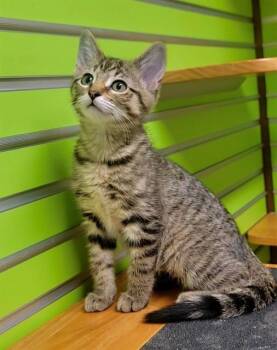 ZIGGY -  Domestic Short Hair Cat Available for Adoption in St. Peters, Missouri - ZIGGY | PetCurious
