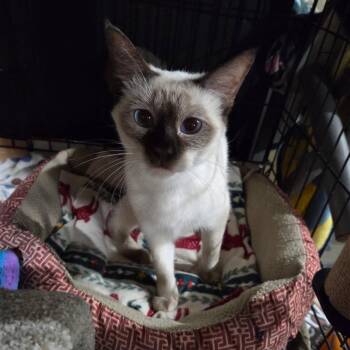 Siamese Cats Available for Adoption - Coco | PetCurious