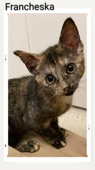 Domestic Short Hair Cats Available for Adoption in Caistor Centre, Ontario - Francheska | PetCurious