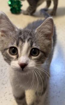 Robert -  Domestic Short Hair Cat for Adoption in Amery, Wisconsin - Robert | PetCurious