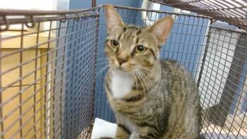 PRINCESS -  Domestic Short Hair Cat for Adoption in Doral, Florida - PRINCESS | PetCurious