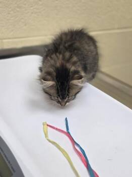 Tasha -  Domestic Short Hair Cat for Adoption in Westland, Michigan - Tasha | PetCurious