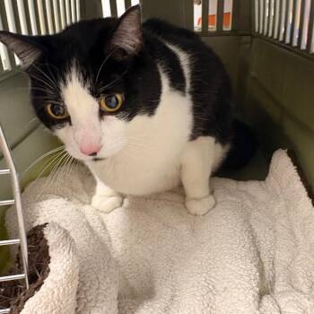 Gomez -  Domestic Short Hair Cat for Adoption in St. Louis, Missouri - Gomez | PetCurious