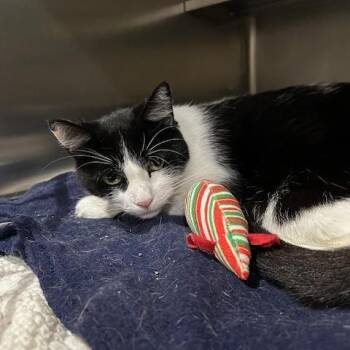Rescue Domestic Short Hair Cats for Adoption in East Brunswick, New Jersey - Oreo | PetCurious