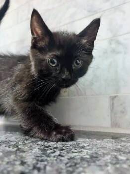 Luna -  Domestic Short Hair and Domestic Medium Hair Cat for Adoption in Pearland, Texas - Luna | PetCurious