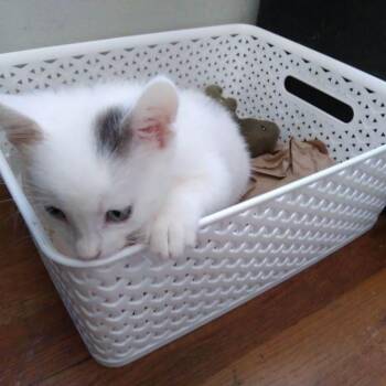 Domestic Short Hair Cats Available for Adoption in Ojai, California - Galaxy | PetCurious