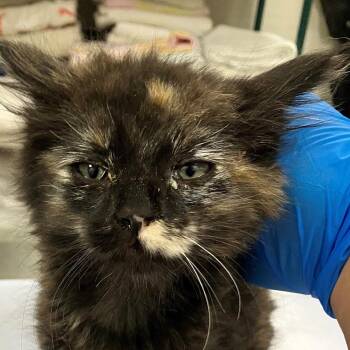 Domestic Medium Hair Cats Available for Adoption in Las Cruces, New Mexico - 107095 | PetCurious