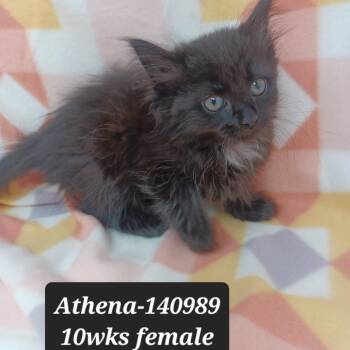 Athena -  Domestic Medium Hair Cat for Adoption in New Tazewell, Tennessee - Athena | PetCurious