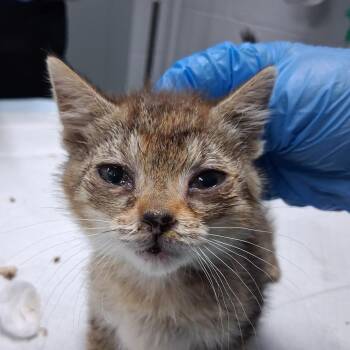 Pupil -  Domestic Short Hair Cat for Adoption in Summerville, South Carolina - Pupil | PetCurious