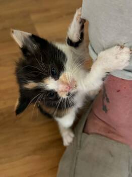 Calico Cats Available for Adoption in Tehachapi, California - Patches | PetCurious