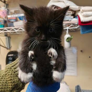 Marco -  Domestic Short Hair Cat for Adoption in Pasadena, California - Marco | PetCurious