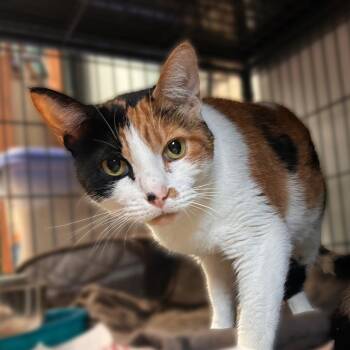Love -  Domestic Short Hair Cat for Adoption in Davenport, Iowa - Love | PetCurious