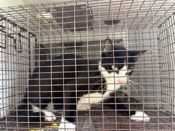 A658366 -  Domestic Short Hair Cat for Adoption in Houston, Texas - A658366 | PetCurious