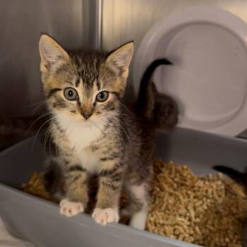 Maple -  Domestic Short Hair Cat Available for Adoption in Los Angeles, California - Maple | PetCurious