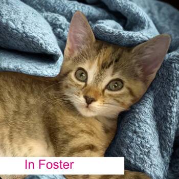 Emmylou -  Domestic Short Hair Cat for Adoption in Chapel Hill, North Carolina - Emmylou | PetCurious