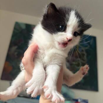 Matcha -  Domestic Short Hair Cat for Adoption in New York, New York - Matcha | PetCurious