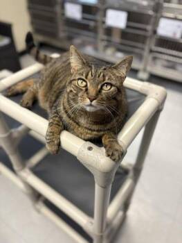 Rescue Domestic Short Hair Cats for Adoption in Bridgewater, New Jersey - Tye | PetCurious
