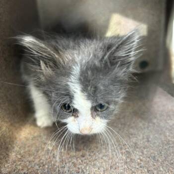 BONA -  Domestic Short Hair Cat for Adoption in Greensboro, North Carolina - BONA | PetCurious