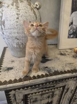 Turmeric -  Domestic Long Hair Cat for Adoption in Cary, North Carolina - Turmeric | PetCurious