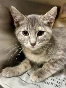 Tree -  Domestic Short Hair Cat for Adoption in Wichita, Kansas - Tree | PetCurious