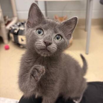 Smokey -  Domestic Short Hair Cat for Adoption in Marshall, Virginia - Smokey | PetCurious