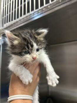 STATIC -  Domestic Long Hair Cat for Adoption in Alameda, California - STATIC | PetCurious