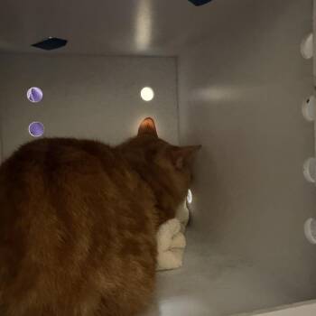 Domestic Short Hair Cats Available for Adoption - Marathon (20) | PetCurious