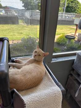 Tabby Cats Available for Adoption in Newberg, Oregon - Rupert | PetCurious