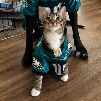 Rooster -  Domestic Short Hair Cat for Adoption in Philadelphia, Pennsylvania - Rooster | PetCurious