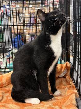 Hub -  Domestic Short Hair Cat for Adoption in Panama City, Florida - Hub | PetCurious