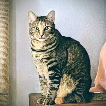 Domestic Short Hair Cats Available for Adoption - Clover | PetCurious