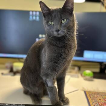 Domestic Short Hair Cats Available for Adoption - Kiki | PetCurious