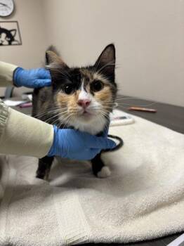 Lakshya -  Domestic Short Hair Cat for Adoption in Sherwood, Oregon - Lakshya | PetCurious