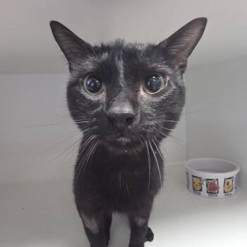 Cramer -  Domestic Short Hair Cat for Adoption in Oshkosh, Wisconsin - Cramer | PetCurious