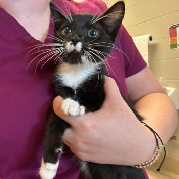Tidepool -  Domestic Short Hair Cat for Adoption in Bristol, Indiana - Tidepool | PetCurious