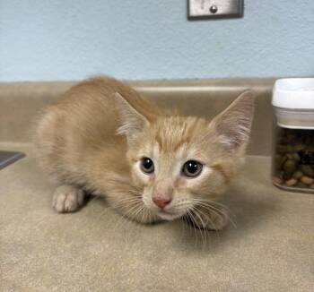 Domestic Short Hair Cats Available for Adoption - Cheez-It | PetCurious