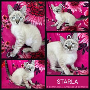 Starla -  Siamese Cat for Adoption in Corpus Christi, Texas - Starla | PetCurious