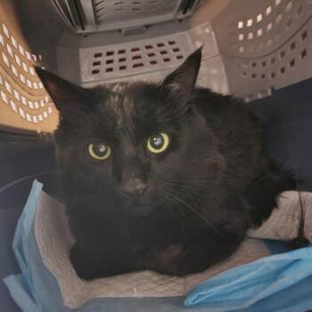 Ashby -  Domestic Medium Hair Cat for Adoption in Salt Lake City, Utah - Ashby | PetCurious