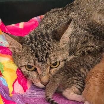 Momma Koi -  Domestic Short Hair Cat for Adoption in Montgomery, Alabama - Momma Koi | PetCurious