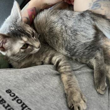 Vitani -  Domestic Short Hair Cat for Adoption in Layton, Utah - Vitani | PetCurious