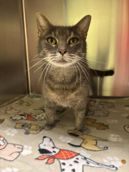 Rescue Domestic Short Hair Cats for Adoption in Dickson, Tennessee - Ritz | PetCurious