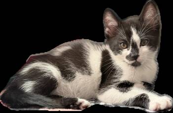 Franklin -  Domestic Short Hair Cat for Adoption in Norco, California - Franklin | PetCurious