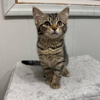Cherry -  Domestic Short Hair Cat for Adoption in Hartville, Ohio - Cherry | PetCurious